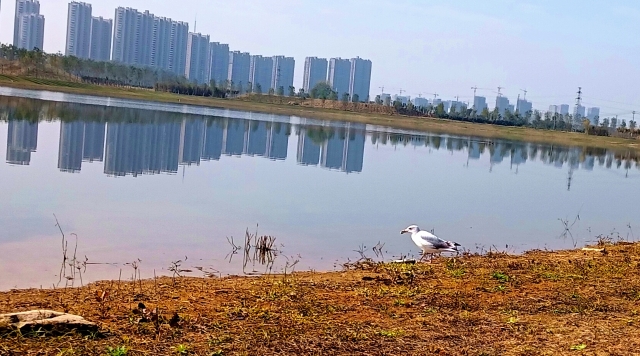 打造水生態(tài)城市，讓周口更宜居