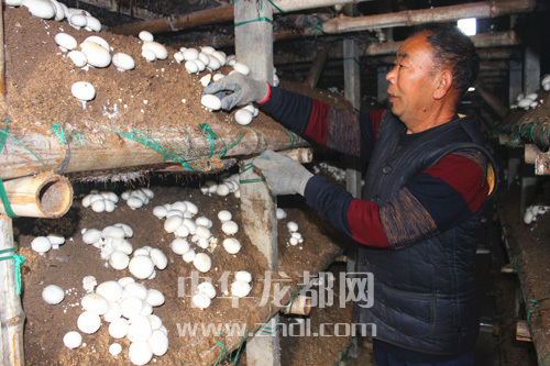 周口項城：食用菌種植基地內(nèi)，工人正在查看雙孢菇長勢
