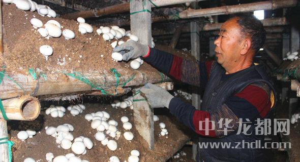 周口項城：食用菌種植基地內，工人正在查看雙孢菇長勢